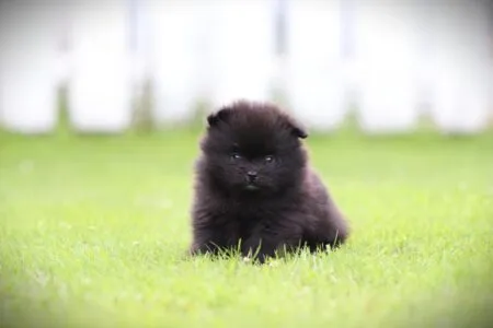 Dwergkees puppy te koop