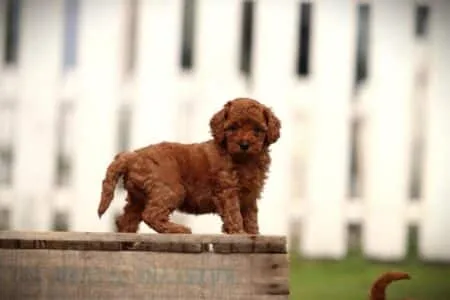 Miniature Poodle puppy te koop