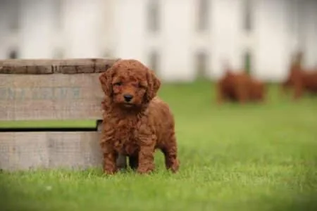 Miniature Poodle puppy te koop