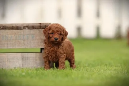 Miniature Poodle puppy te koop