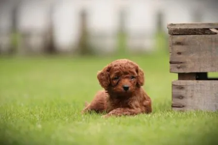 Miniature Poodle puppy te koop