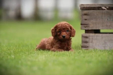 Miniature Poodle puppy te koop