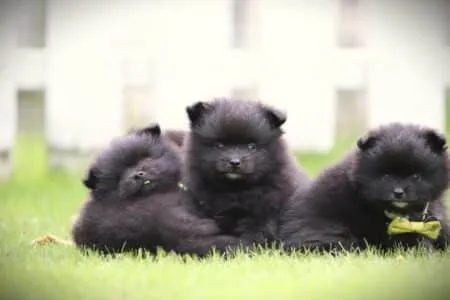 Dwergkees puppy te koop