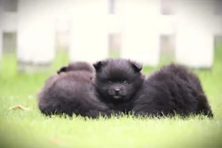 Dwergkees puppy te koop