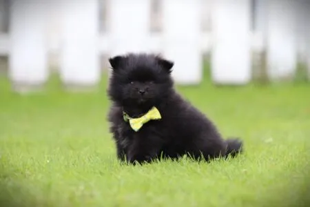 Dwergkees puppy te koop