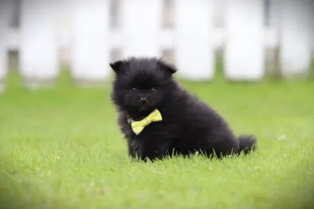 Dwergkees puppy te koop