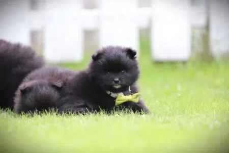 Dwergkees puppy te koop
