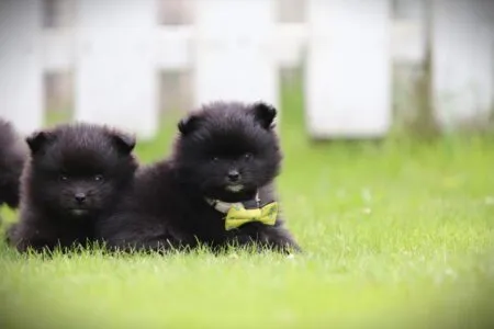 Dwergkees puppy te koop