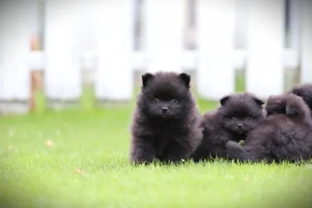 Dwergkees puppy te koop