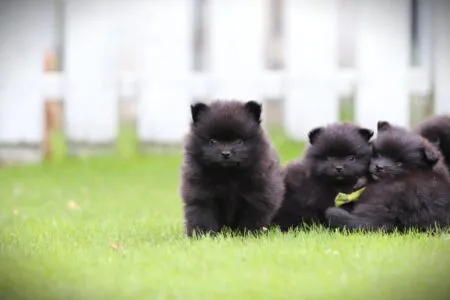Dwergkees puppy te koop