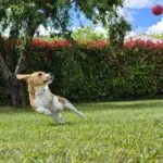 Beagle - plume 19