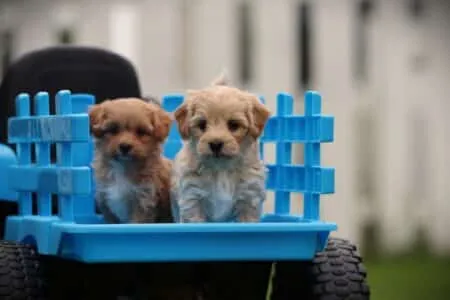 Maltipoo puppy te koop