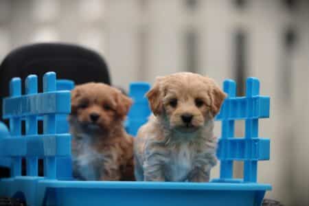Maltipoo puppy te koop