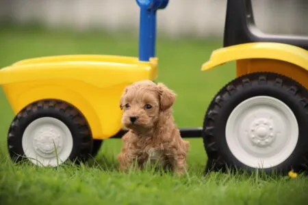 Maltipoo puppy te koop