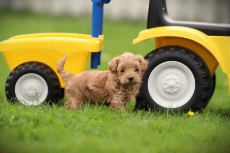 Maltipoo puppy te koop