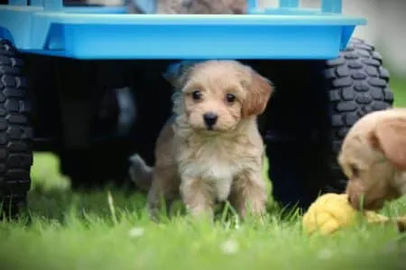 Maltipoo puppy te koop