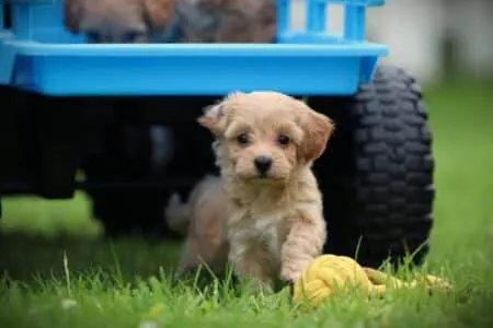 Maltipoo puppy te koop