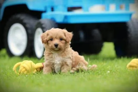 Maltipoo puppy te koop