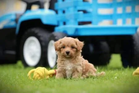 Maltipoo puppy te koop