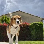 Beagle - plume 18