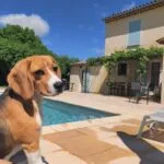 Beagle - plume 20