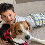 Beagle - bernie 4