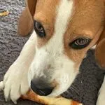 Beagle - bernie 3