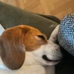 Beagle - bernie 5