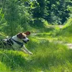 Beagle - bernie 6