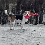 Beagle - bernie 7