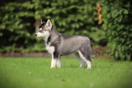 Pomsky puppy te koop