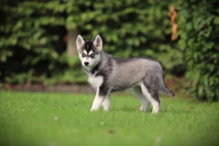 Pomsky puppy te koop
