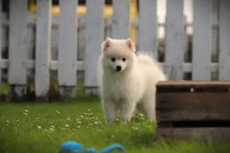 Pomsky puppy te koop