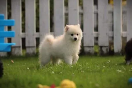 Pomsky puppy te koop