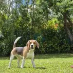 Beagle - plume 17