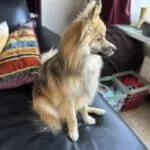 Pomsky - julien 1
