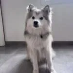 Pomsky - ace 14