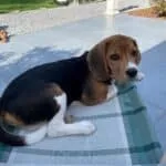 Beagle - billie 3