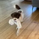 Lagotto romagnolo - santa 8