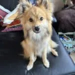 Pomsky - julien 2