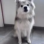 Pomsky - ace 15