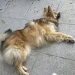 Pomsky - julien 3
