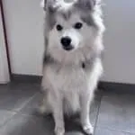 Pomsky - ace 16