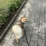 Pomsky - julien 4