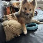 Pomsky - julien 5
