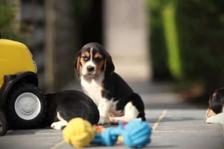 Beagle puppy te koop