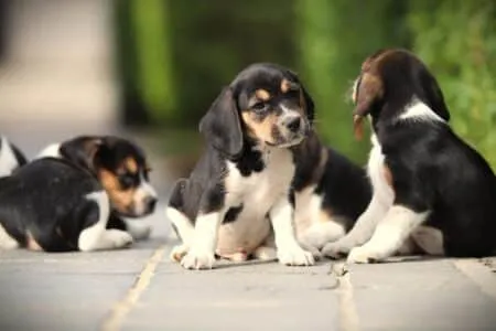 Beagle puppy te koop