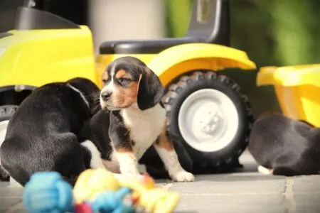 Beagle puppy te koop