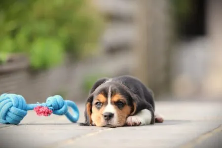Beagle puppy te koop
