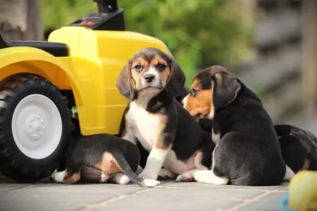 Beagle puppy te koop